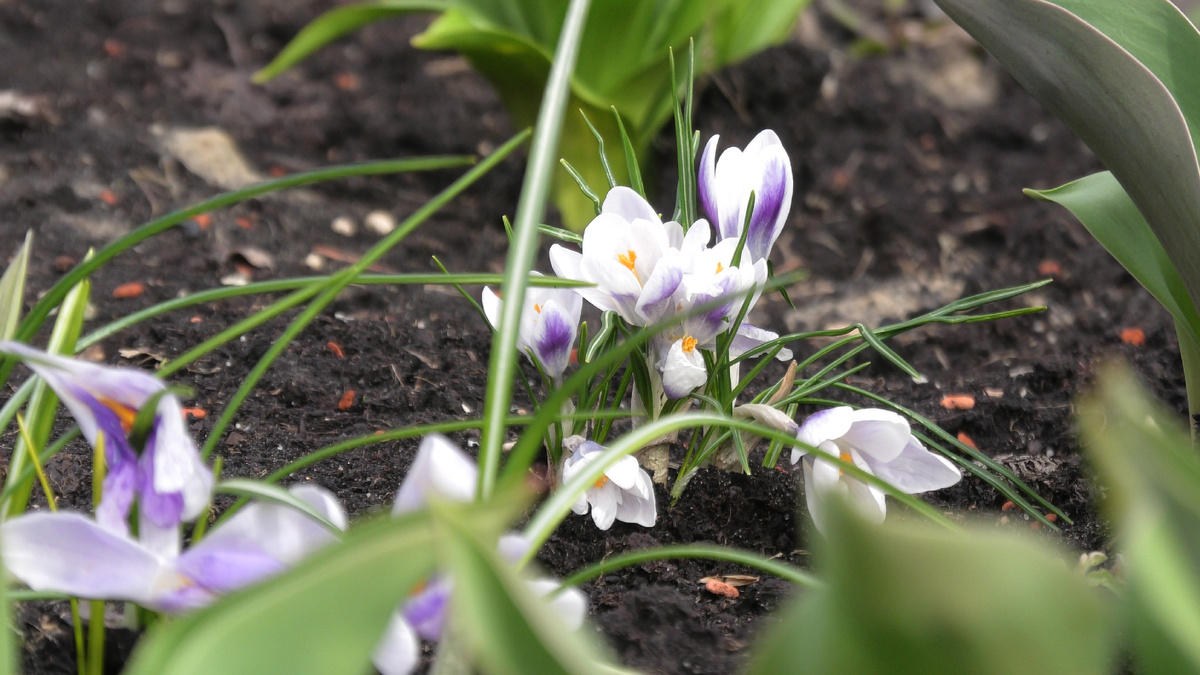 Крокусы
