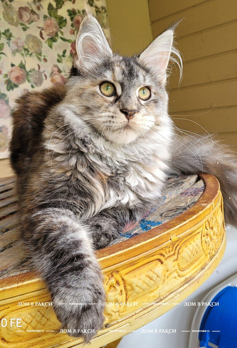 Мейн-кун готов проводить тесты.