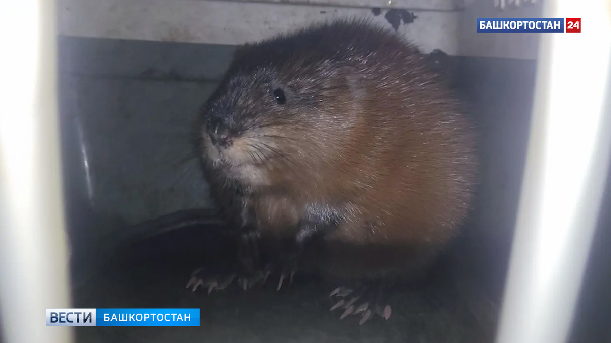    Уфимец спас ондатру в центре города