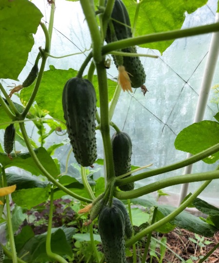 Формирование огурцов в один стебель. Почему я почти отказалась от него? Вам предлагаю взвесить плюсы и минусы