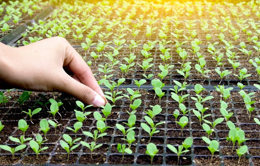     Вытянулась рассада - спасайте урожай: что делать, чтобы сеянцы шли в ширь, а не в рост