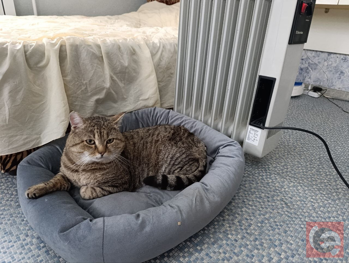    Фото: Прецедент