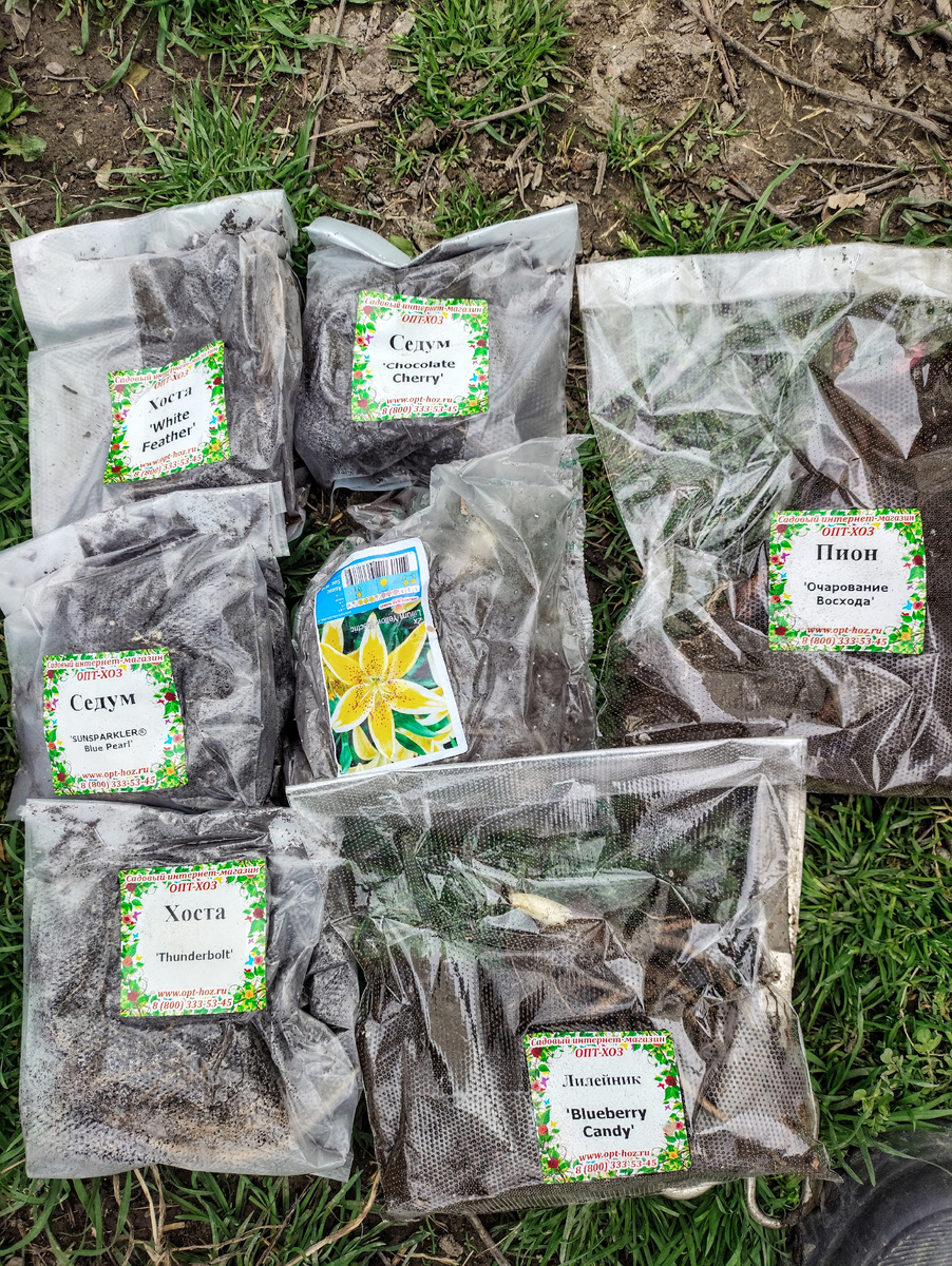 Скоро будем сажать, готовьте перчатки! 