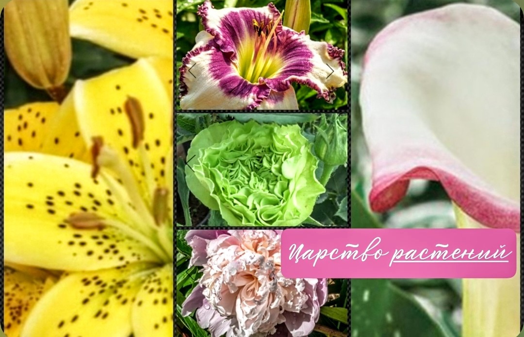 Коллаж для статьи