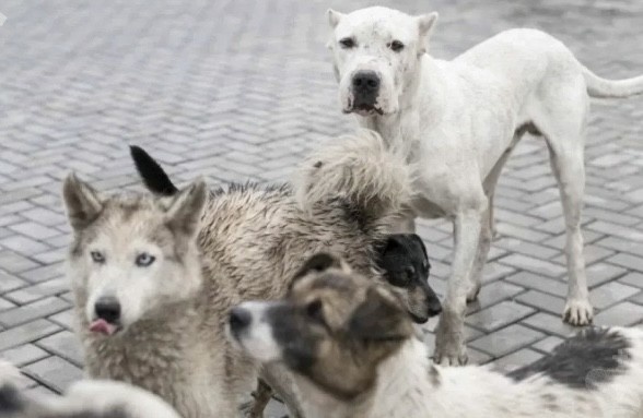   Информационный центр СКР во ВКонтакте