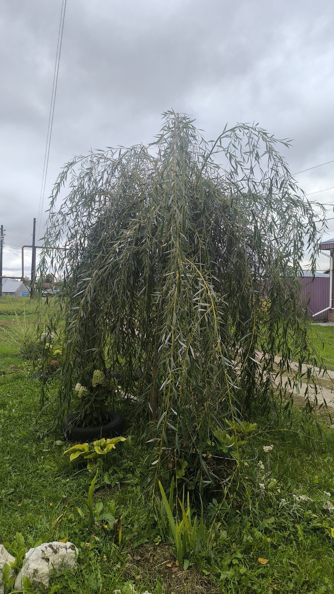 Лохматый мнос тв в сентябре 2025 г.