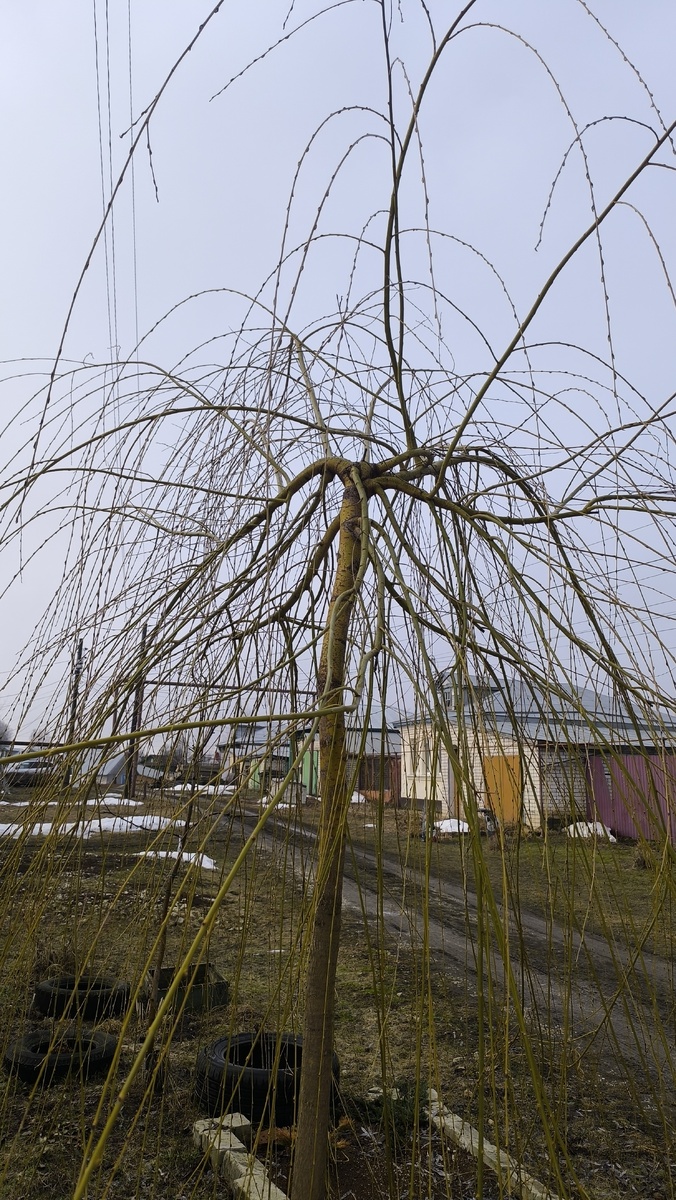 Фото до стрижки.