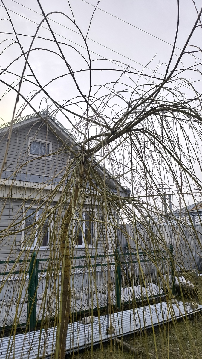 Паукообразное наше чудовище.