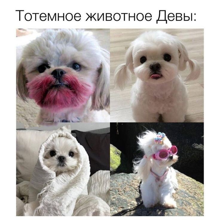 Какое домашнее животное подходит для знака зодиака ДЕВА?