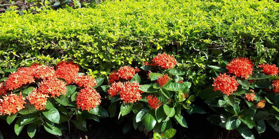 Макао в деталях. Калсада.