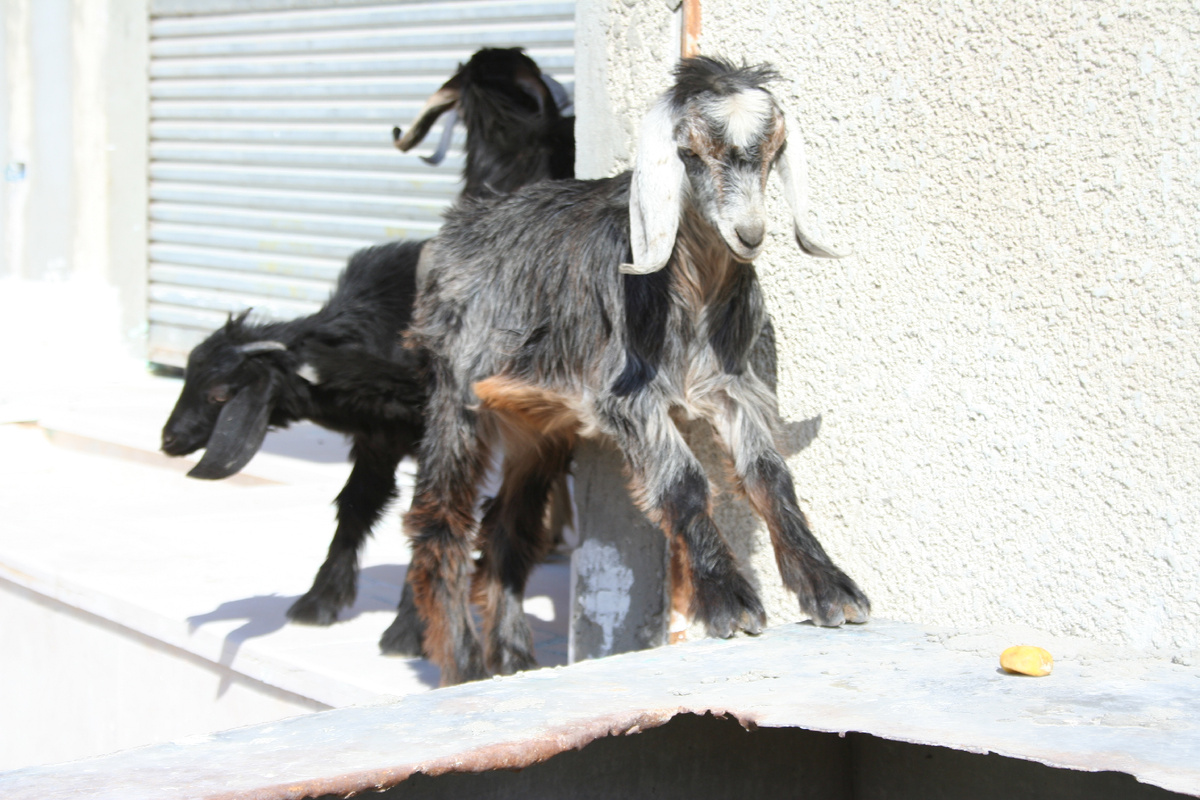 Козлята учатся летать?