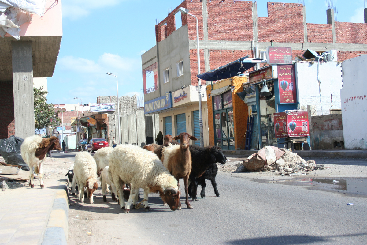 Бараны на улице