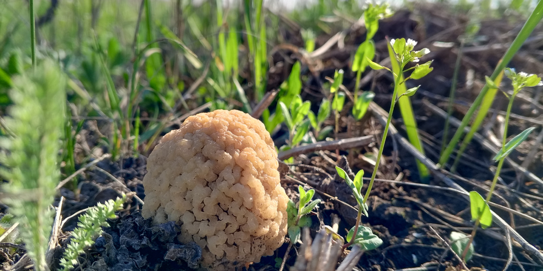 Старт грибного сезона: тихая охота оказалась совсем тихой