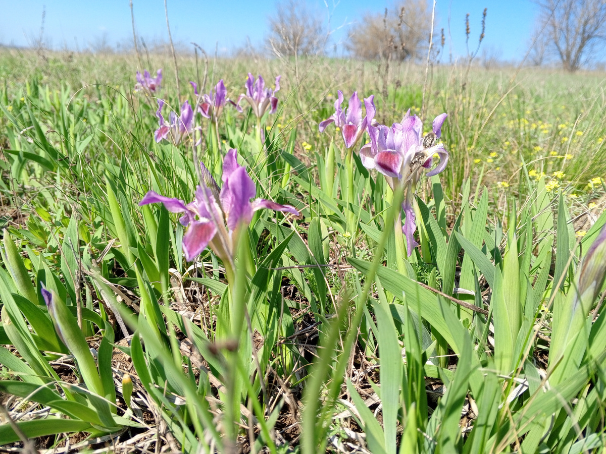 Ирисы дикие. Фото авторов