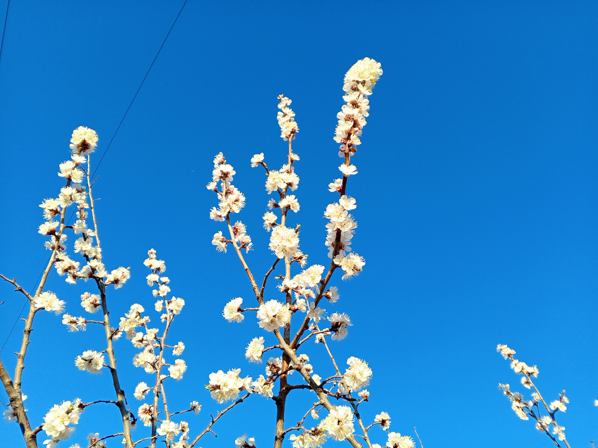 Цветущая жердела. Фото авторов