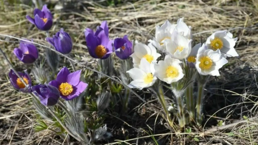     Правительство Оренбургской области