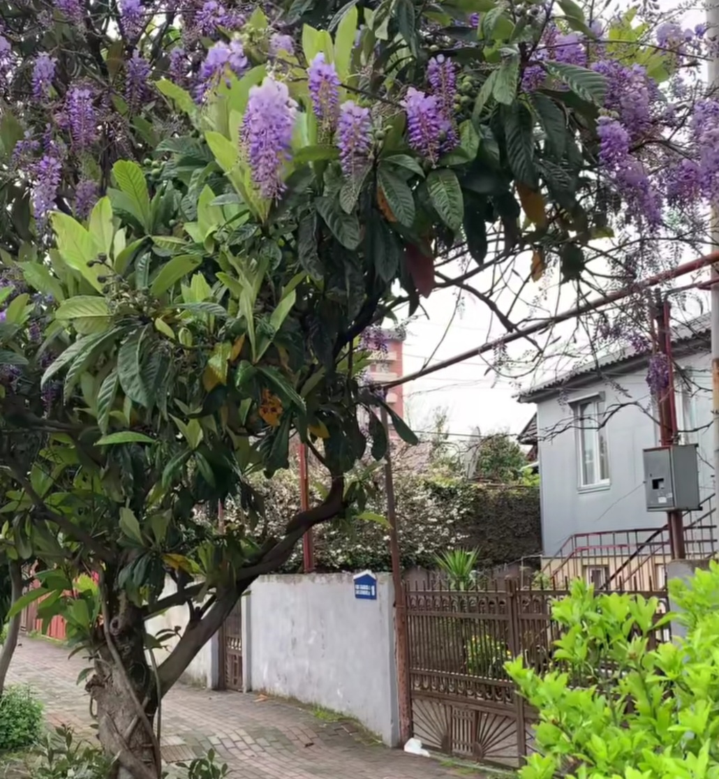 Батуми, глициния, цветущие улицы Грузии, визитная карточка весеннего Батуми