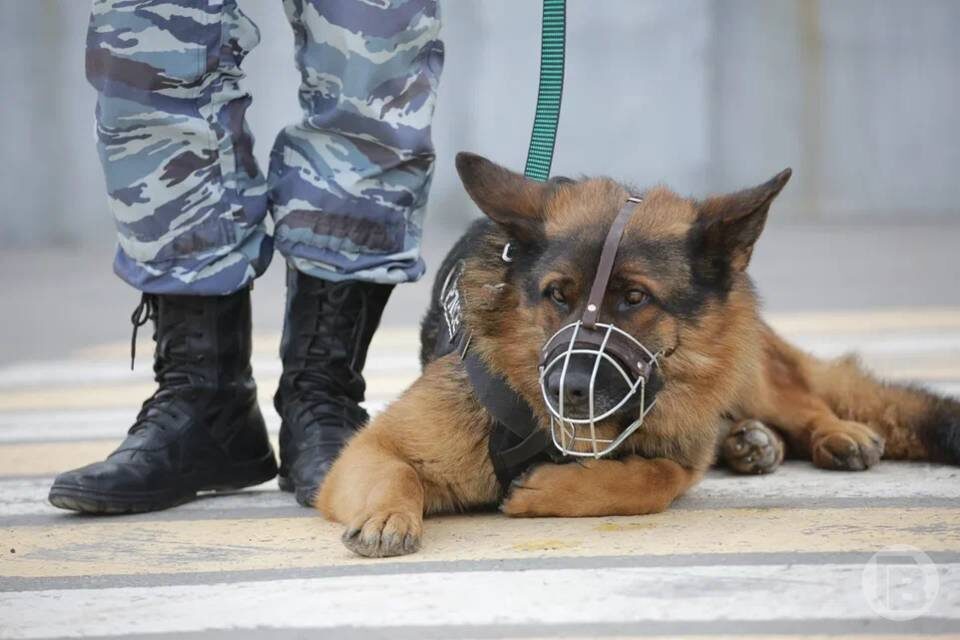    фото: Дмитрий Рогулин / "Городские вести"