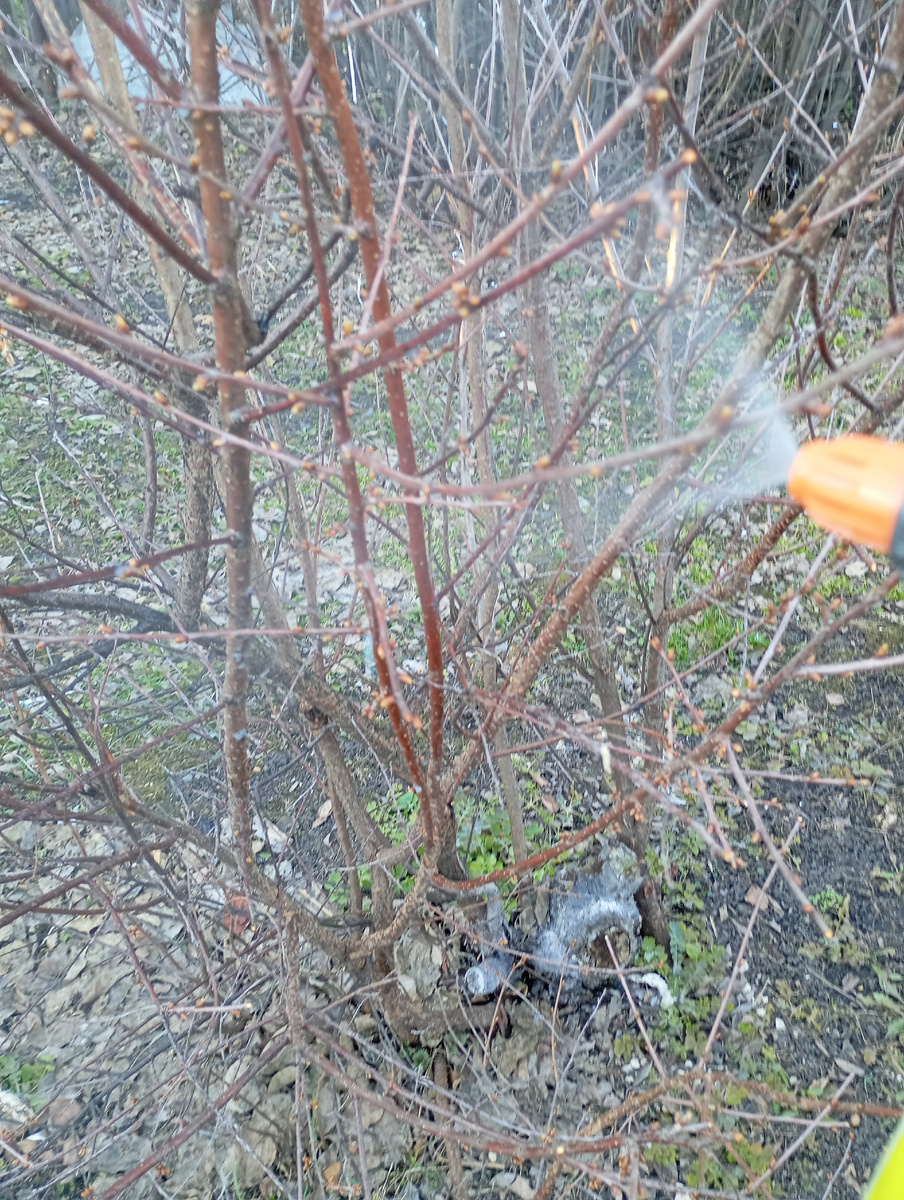 Фото автора.