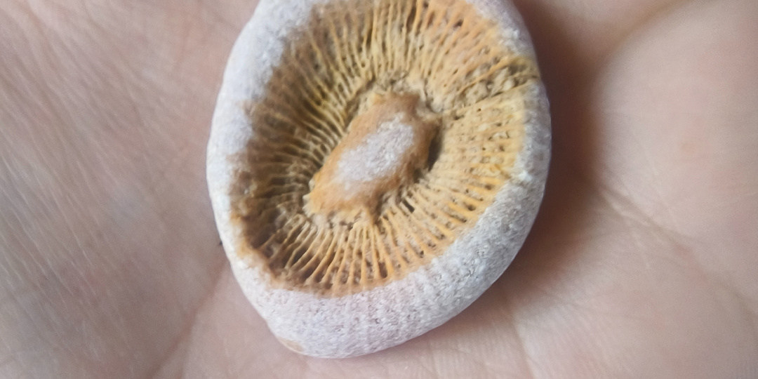 Случайно нашла окаменелости на железной дороге!