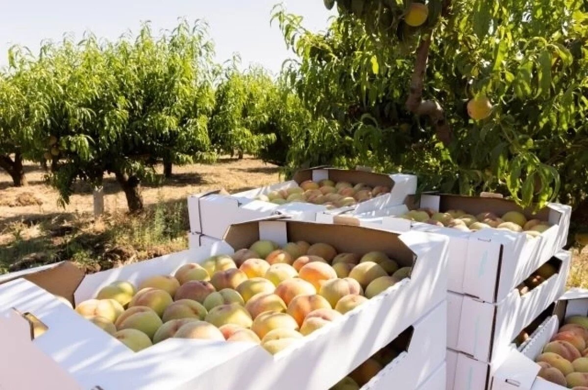    Крымские аграрии планируют собрать 200 тысяч тонн плодов в 2026 году