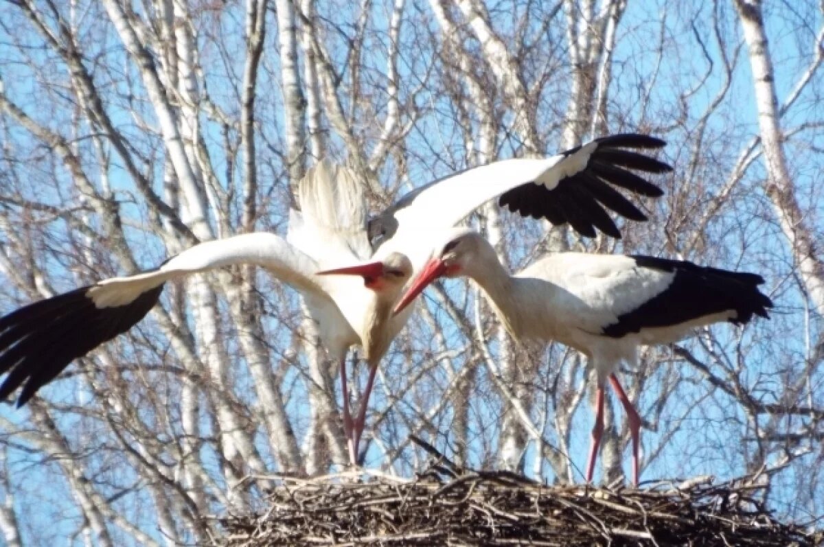    Белые аисты вернулись в городище Савкина Горка в «Михайловском»