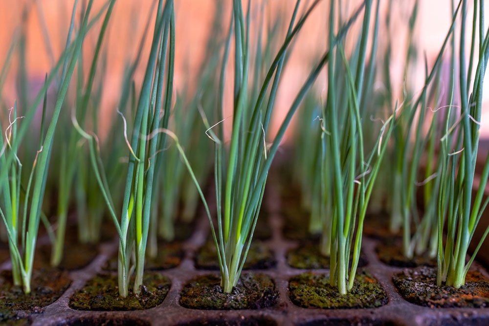    Лук-порей: секреты выращивания крепкой рассады от посева до высадки в грунт. / iStock