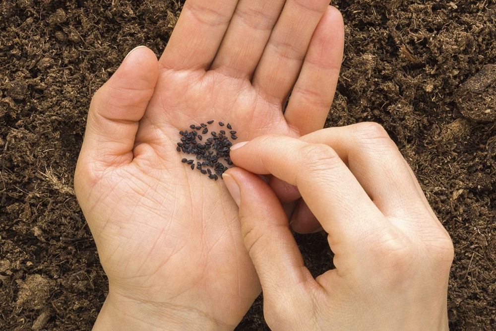    Из-за длительной вегетации лук-порей лучше выращивать через рассаду. Это обеспечит хороший урожай. / Фото: iStock