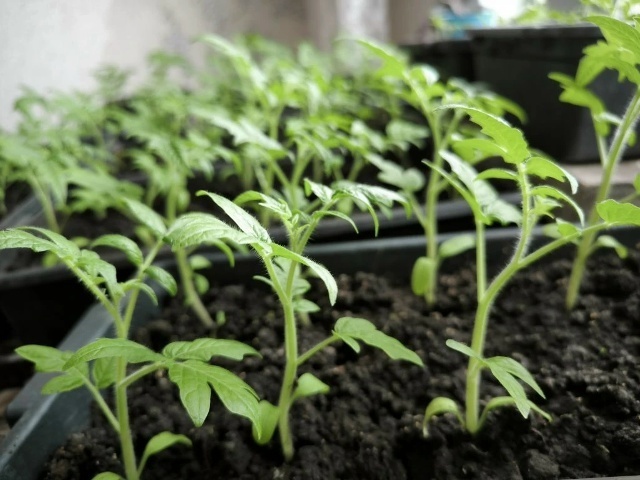 Крепкая рассада томатов: дрожжевая подкормка по-новому