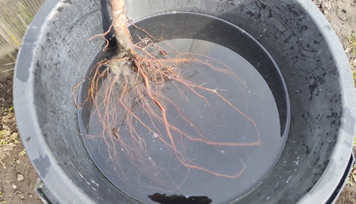 Корни черешни (2-х летний саженец) 