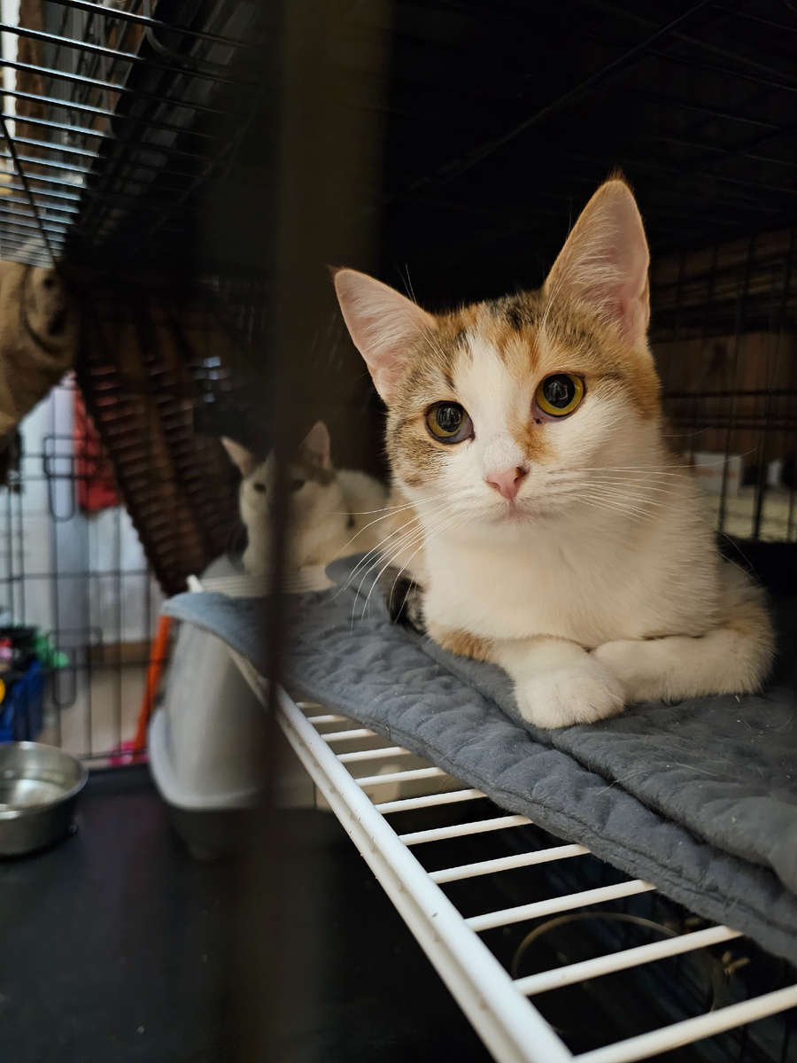 Фото автора. Малышки ждут стерилизацию.