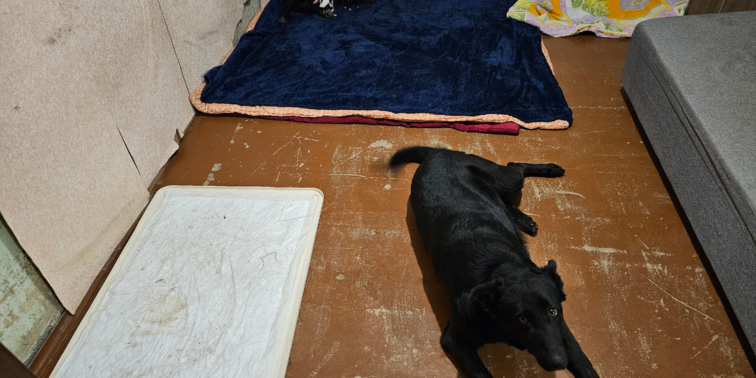 Помогите. Помогите спасти кошек...