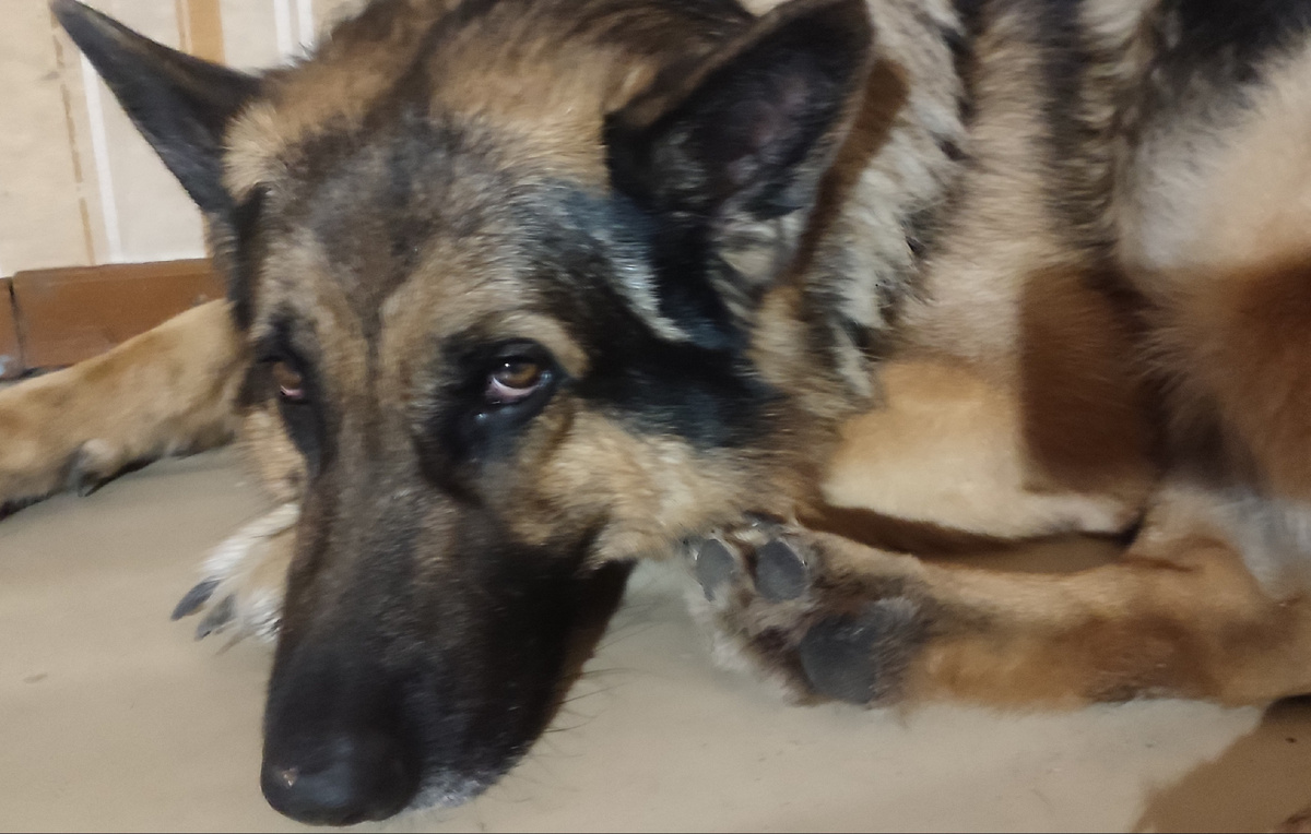 Бося. Мой компаньон за завтраком. Глядя в его глаза, создаётся впечатление, что это самая несчастная собака на свете... 