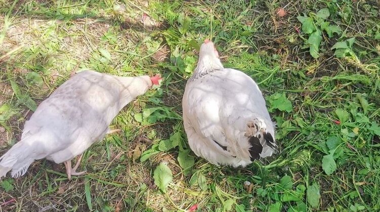    Фото: Лукьянов Дмитрий, AgroXXI.ru