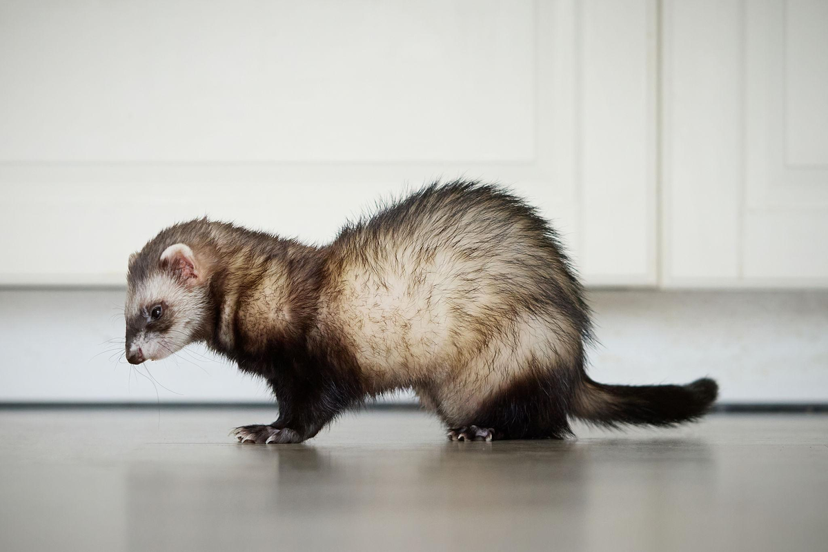 Хорёк — это не питомец. Это состояние квартиры.