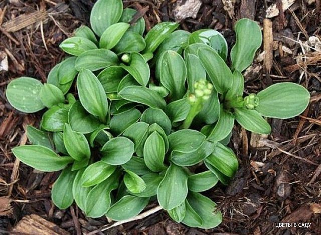 Одна из самых малюсеньких хост