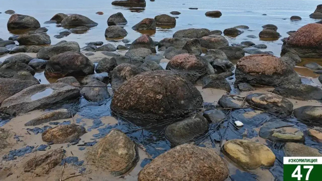 Фото: https://t.me/ecology47/4098