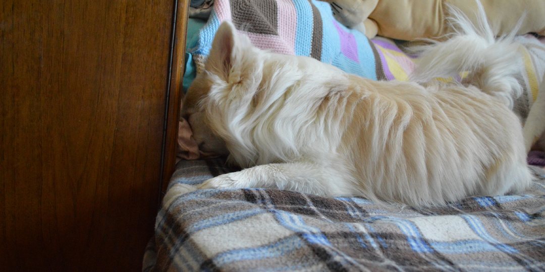 Песик Декстер на диване (хвостатый фотоальбом)