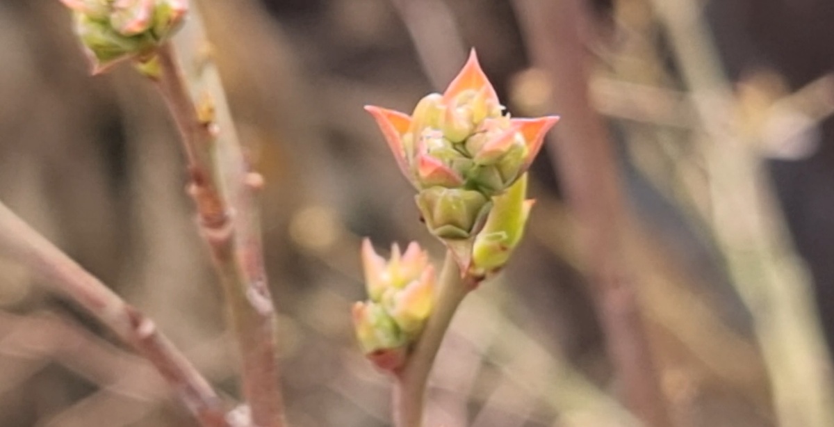 Календарь садовода-огородника с 08 по 13 апреля 2026. Простой и понятный план работ.Фото автора