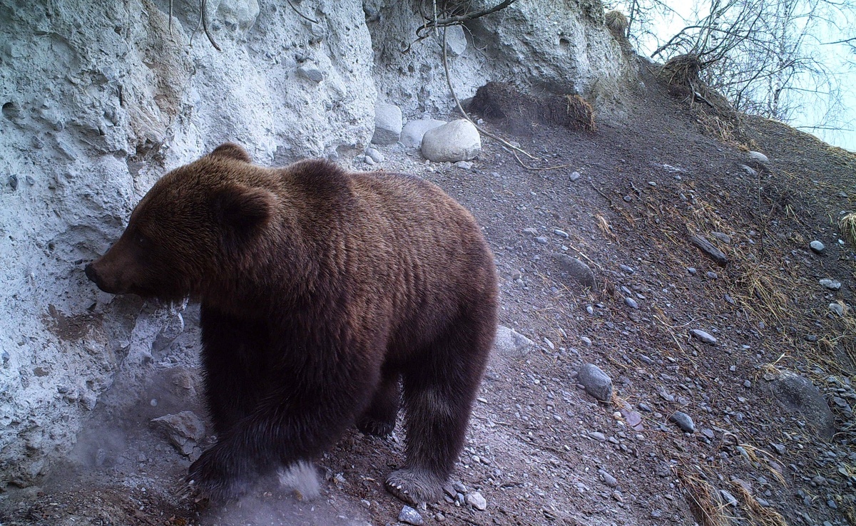    Алтайский государственный природный заповедник