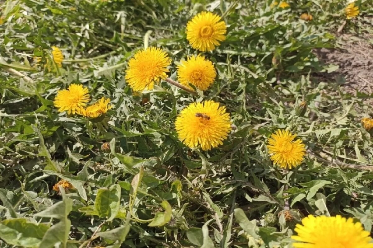    Ночные заморозки вернутся в Новосибирск в начале недели