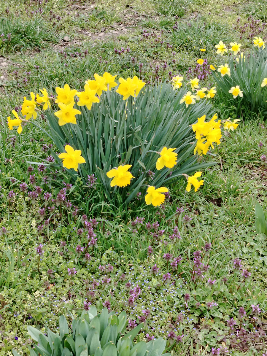 Вот такие красивые нарциссы, расцвели уже. 