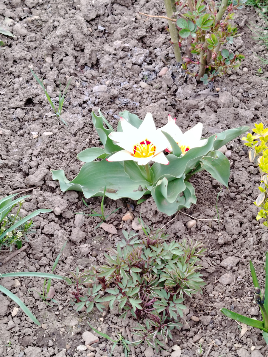 А это, расцвел тюльпан!!!! 