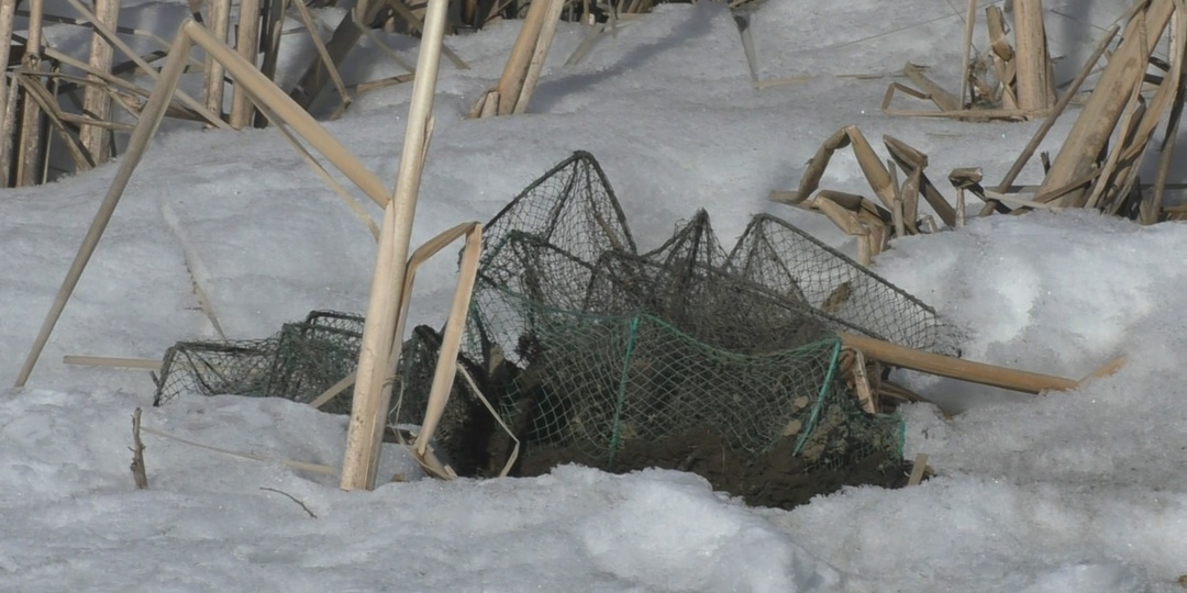 Почему стало меньше раков: рассказ с берегов Оки