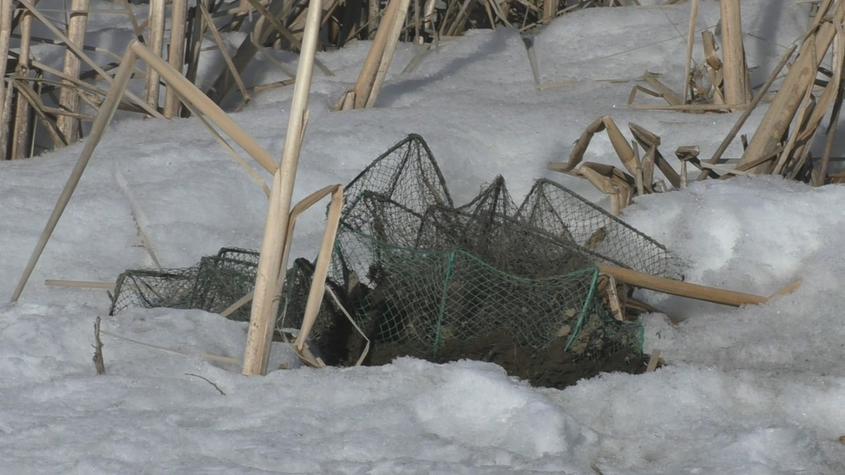 раколовка торчала из-под снега и была вморожена в грунт