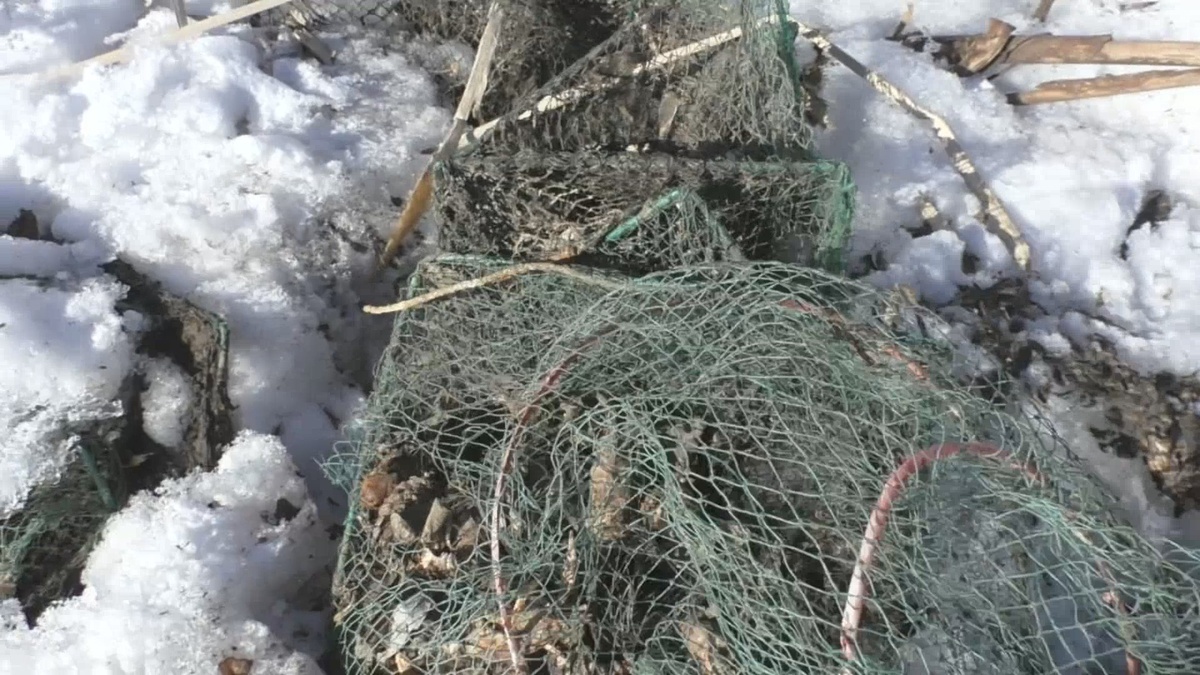 В следующей были видны сухие панцири раков