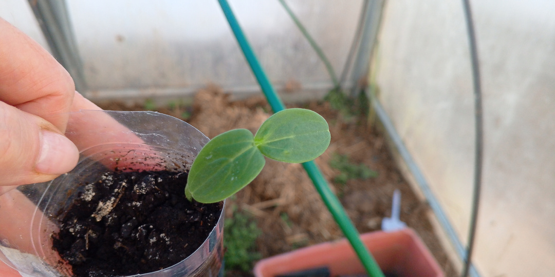 Один огурчик 🥒 взошёл, и я оправила его в теплицу
