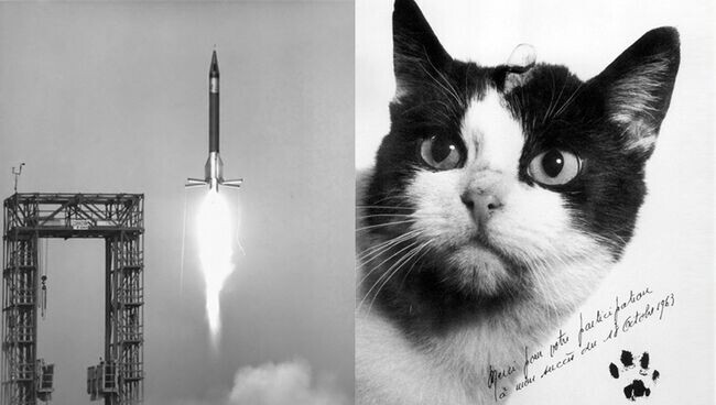 Кошка, которая побывала в космосе: история Фелисетт – самой необычной «космонавтки»