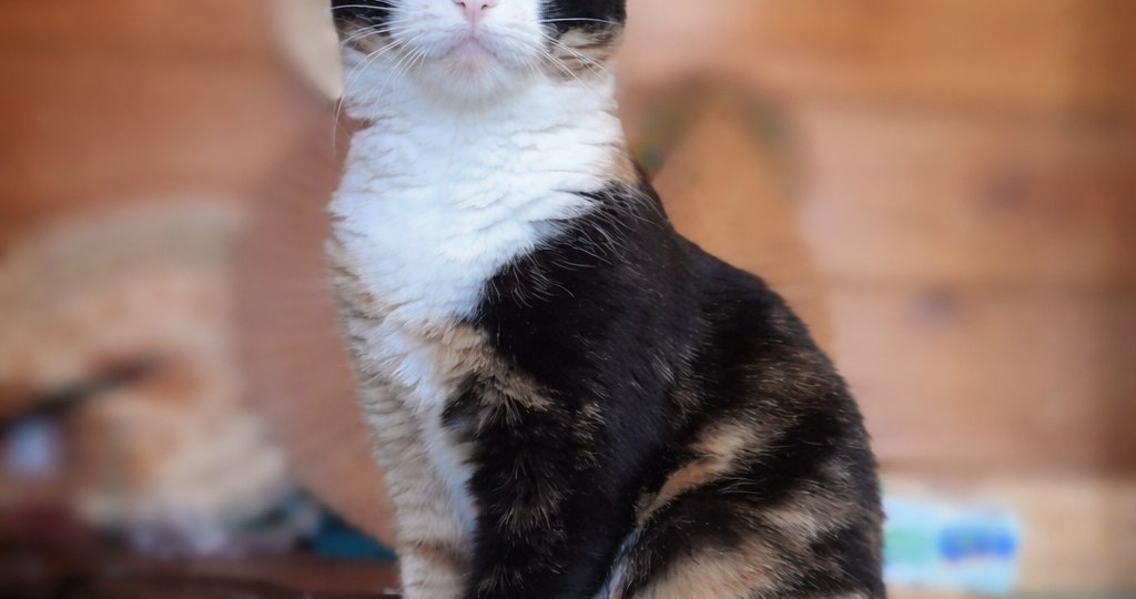 Кошка МАРИКА ищет дом🏡