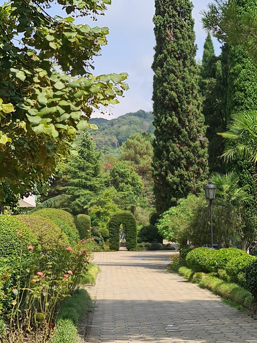 Вот на этом фото видно, вдоль дорожки растет офиопогон